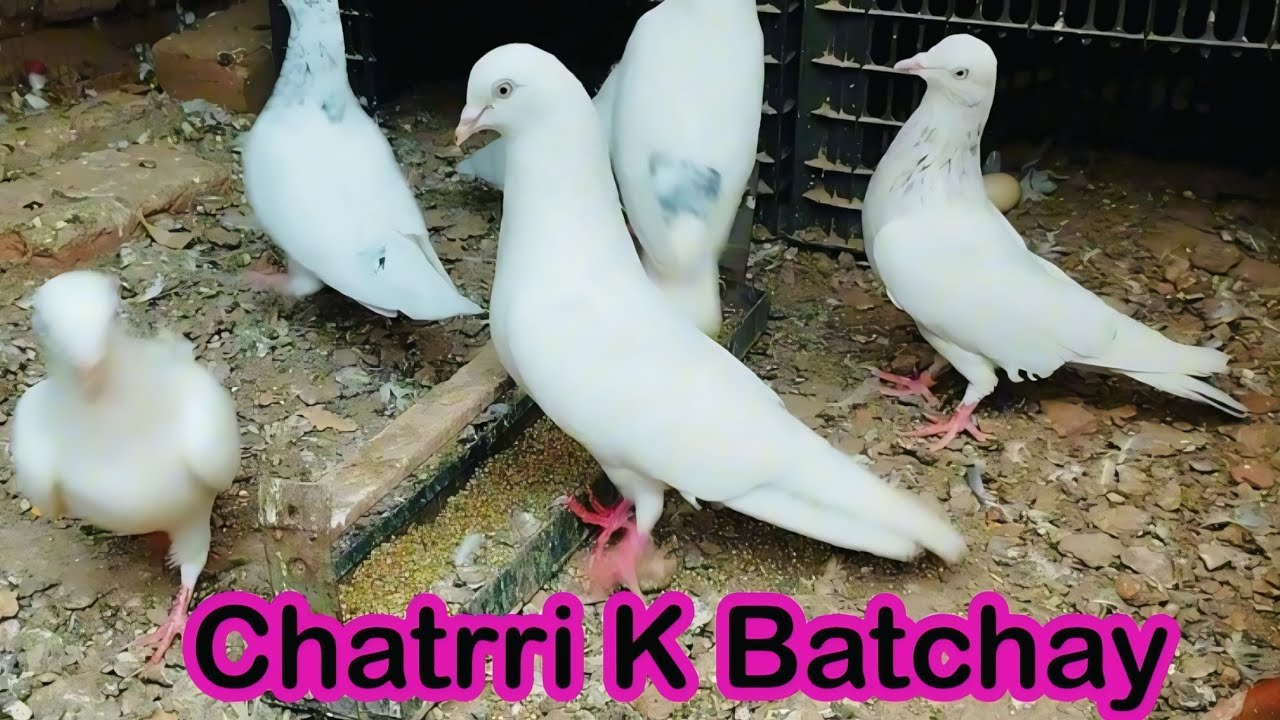 Chatrri K Lia Batchay Select Kiye | AM Pigeon Club 