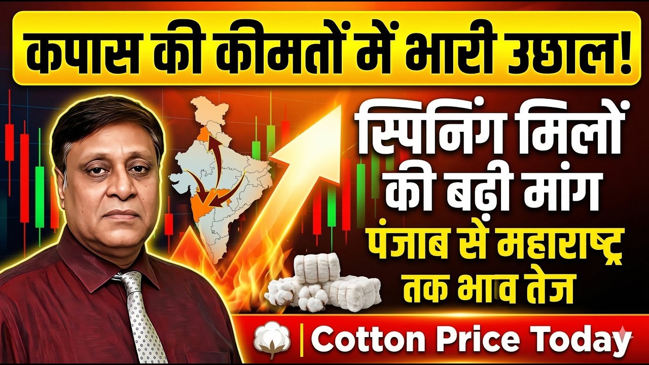 कपास की कीमतों में भारी उछाल! स्पिनिंग मिलों की बढ़ी मांग, पंजाब से महाराष्ट्र तक भाव तेज|