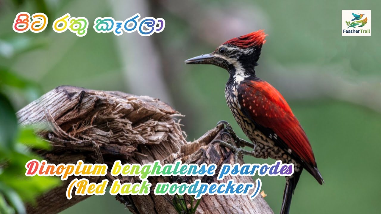 Red back woodpecker / පිට රතු කෑරලා / maram - kotti (Thachan - kuruvi )