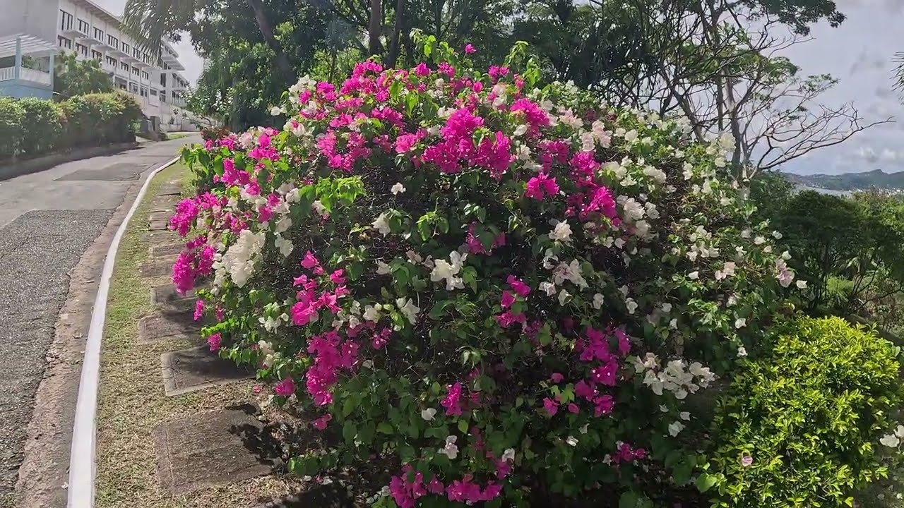 walking from Siesta hotel to BBC beach beautiful Grenada