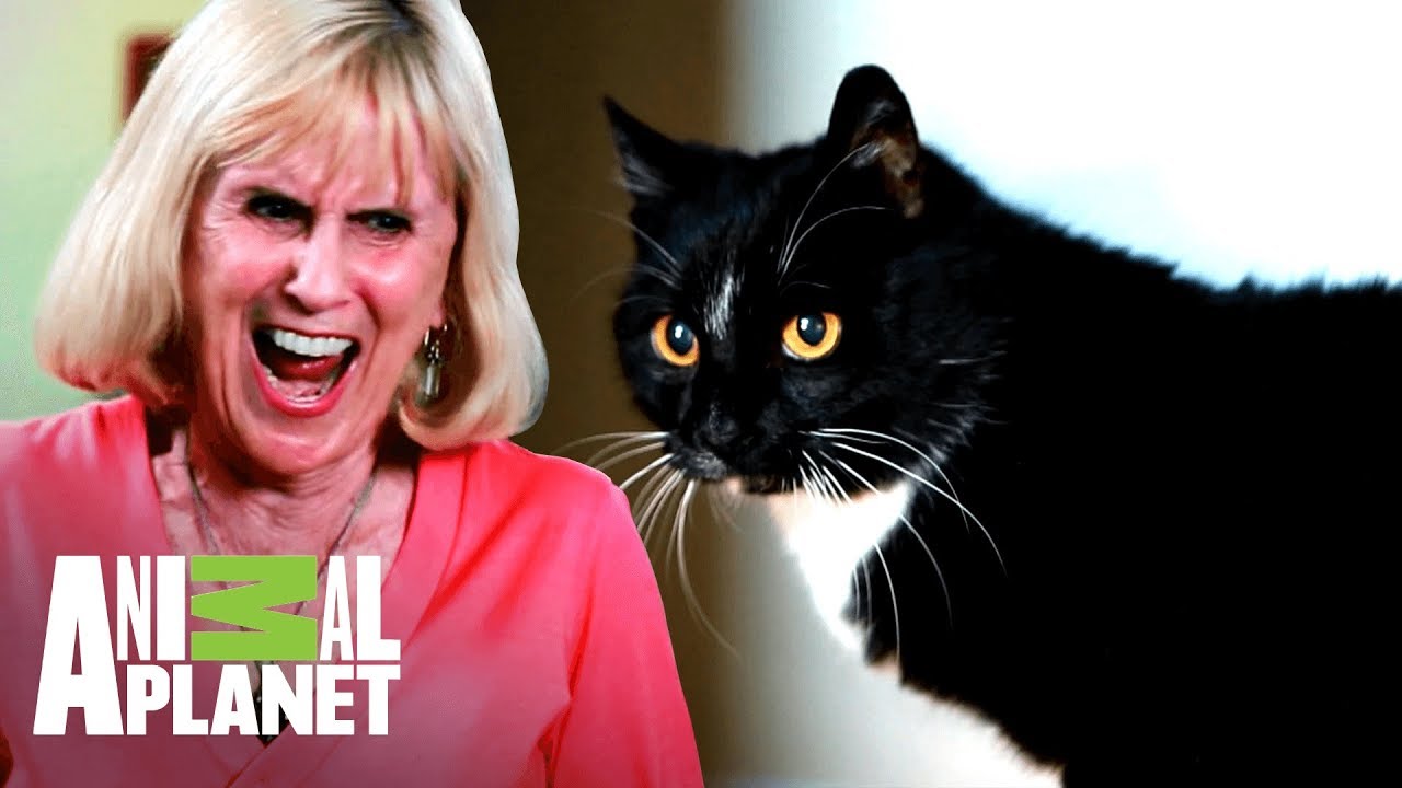¡Madre odia a los gatos de su hija! | Mi gato endemoniado | Animal Planet