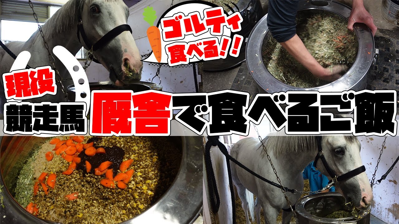 現役競走馬がレース直後に食べる食事って？お食事の中身を聞いてみた！