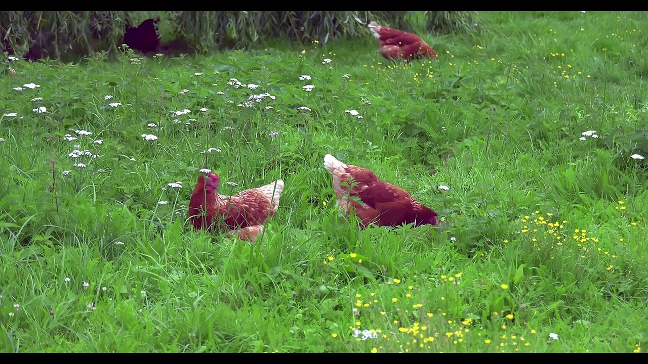 H&uuml;hnergl&uuml;ck auf der Blumenwiese: Eierlegende Wunder in Ganderkesee! H&uuml;hner freilebend