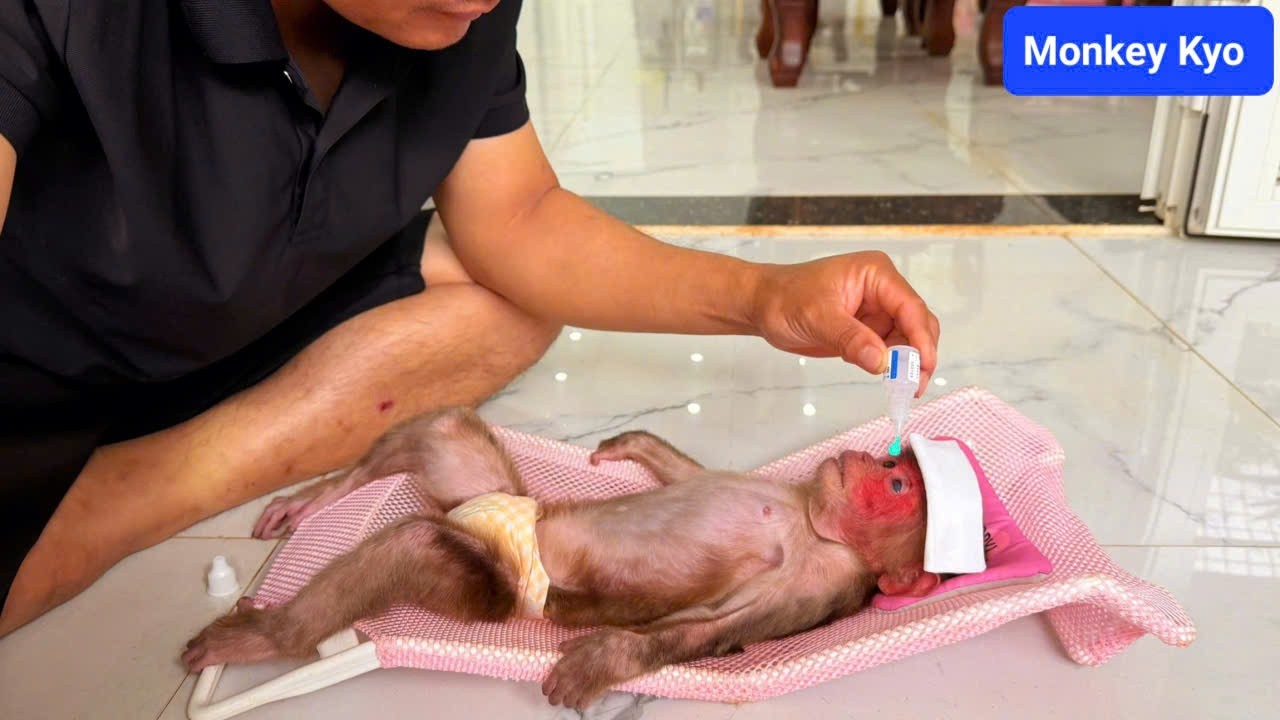Oh No! Kyo Isn’t Feeling Well… Dad Gets Worried! 😢🐒