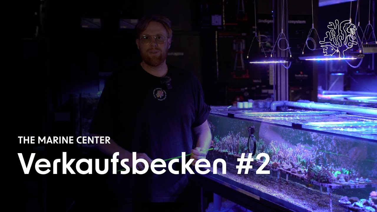 Unser #2 Verkaufsbecken – Acropora Vielfalt & beeindruckende Muttertiere | Cut to Order