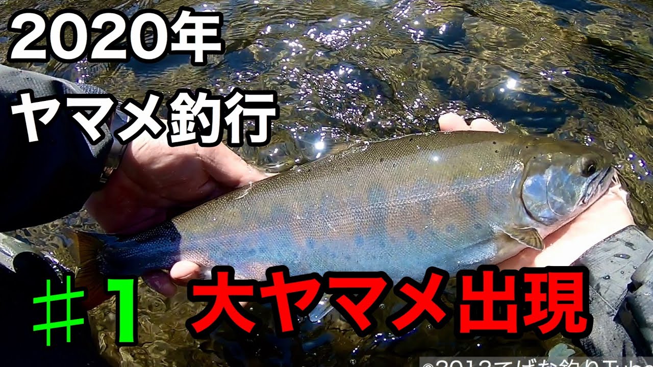 【本流】宮崎県 本流大ヤマメを狙ってみた！