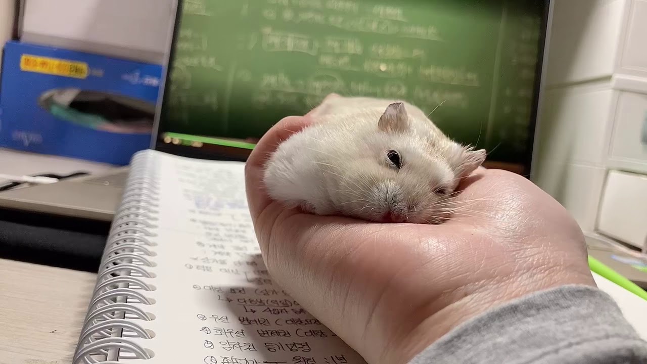 나 공부해야되는디..