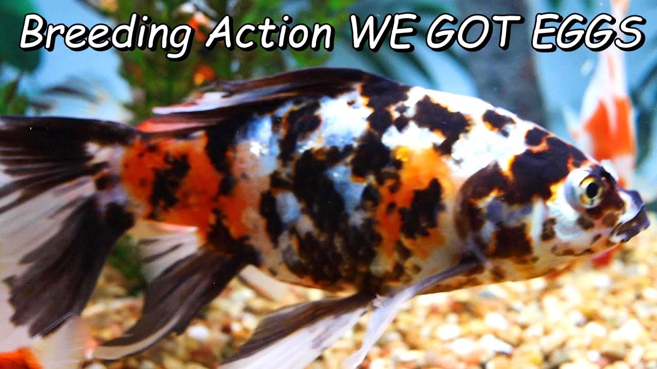Shubunkin Goldfish Breeding We Got Eggs