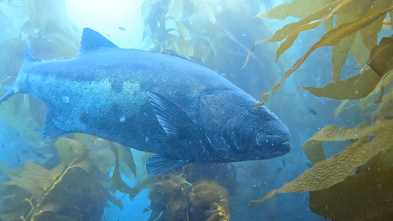 Scuba diving with giant sea bass in the kelp forest of Catalina island
