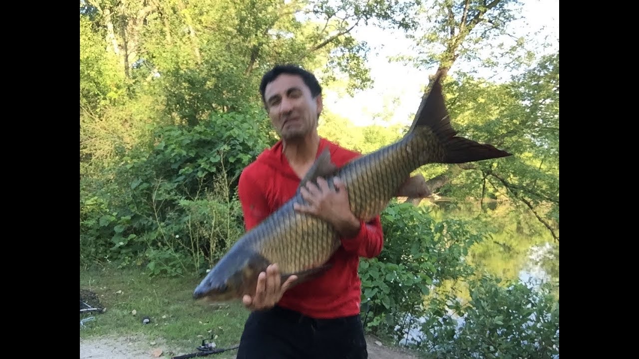 Captura de carpa y bragre con maiz dulce