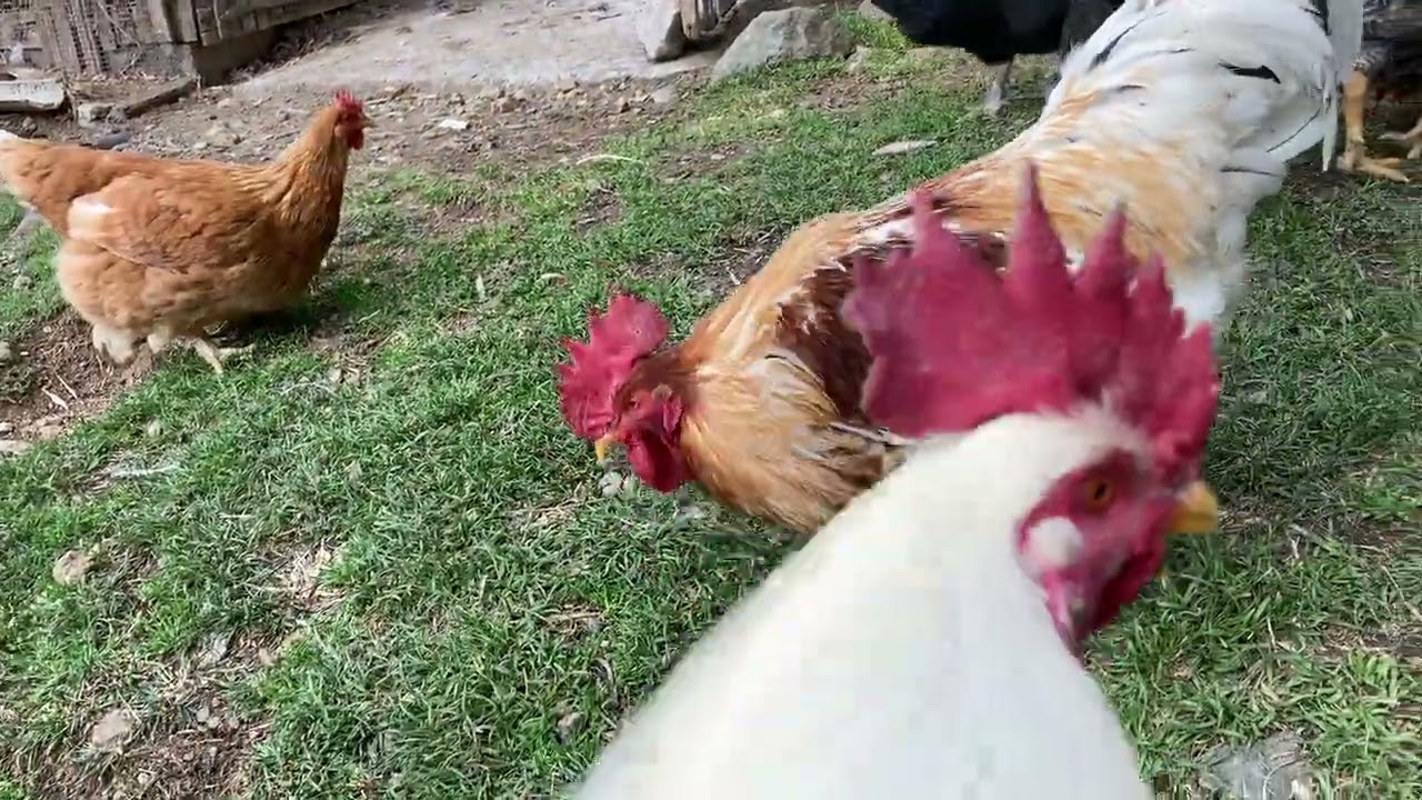 春になつまて若い男の子のやんちゃぶりが目に余る