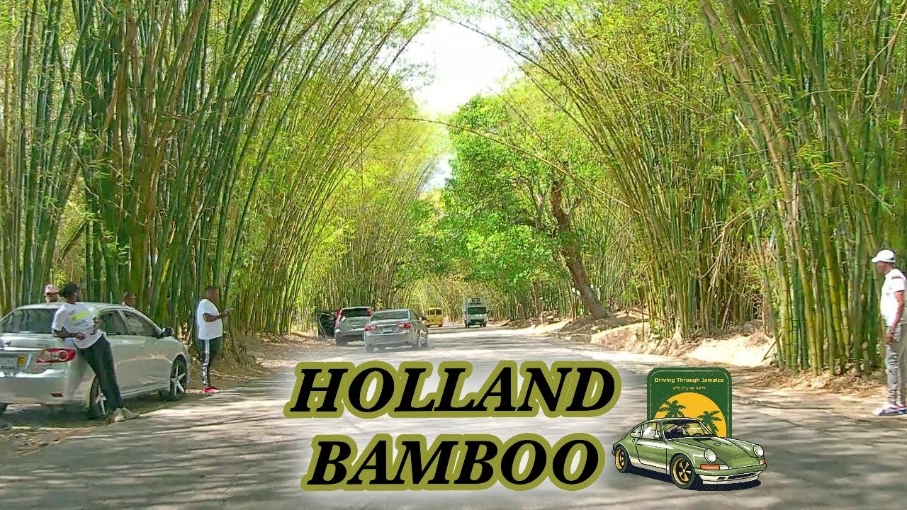 Гошен | Санта-Крус | Лаковия | Holland Bamboo | Сент-Элизабет | Вождение на Ямайке в 2022 году