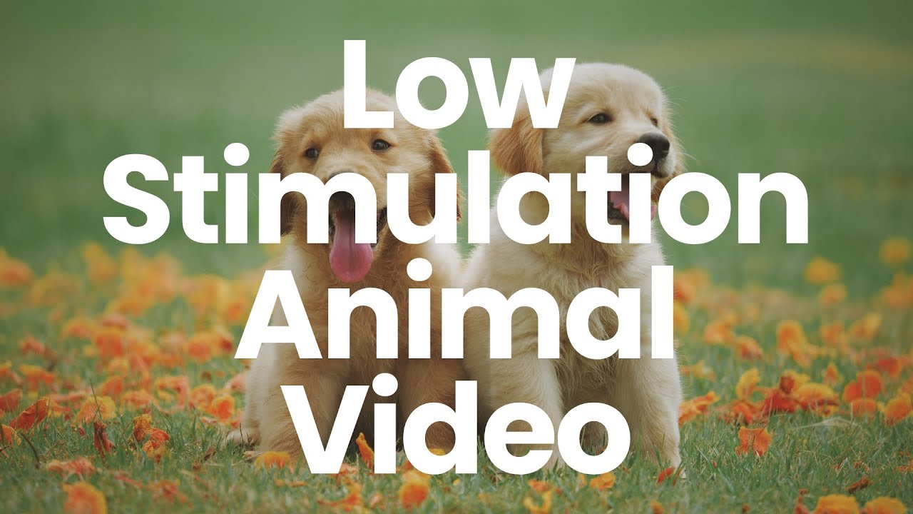 Low Stimulation Animal Video for Babies | Calming Visuals & Gentle Sounds