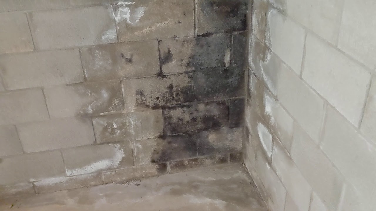 Commercial Basement Mold Remediation