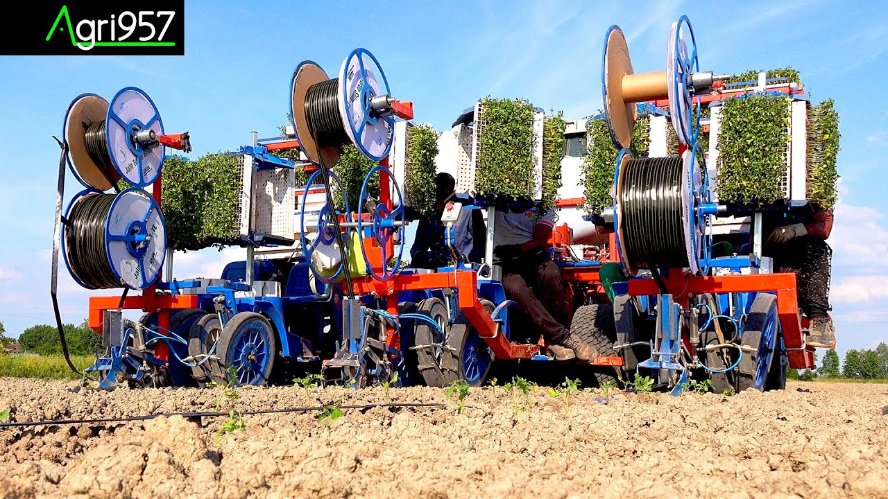 TOMATOES PLANTING 🍅🇮🇹: TOPCON & FERRARI COSTRUZIONI MECC | FILIERA DEL POMODORO: TRAPIANTO & CONCIME