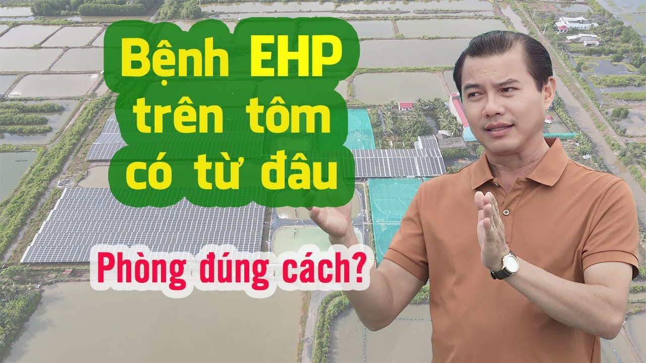 Từ đâu có Bệnh EHP trên tôm?