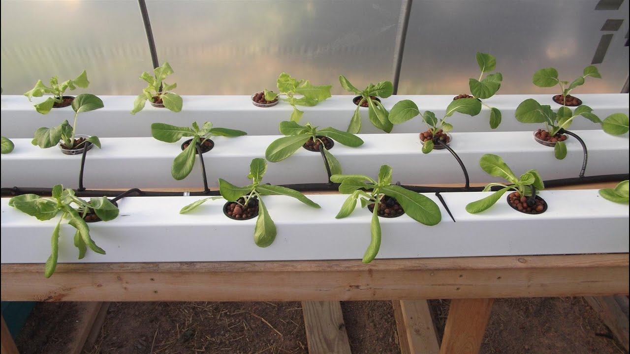 Growing Hydroponic Lettuce - Keeping it Simple