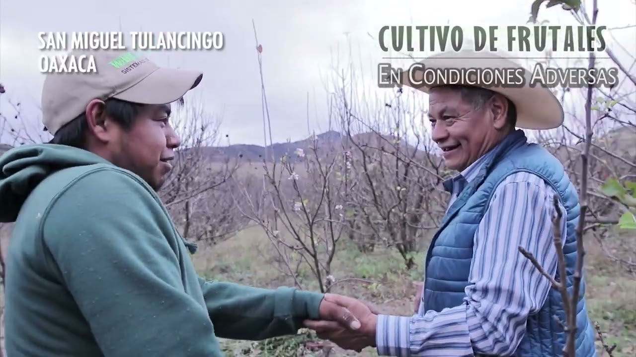 🍎 Poda en Frutales: Tejocote, Durazno, Manzana 