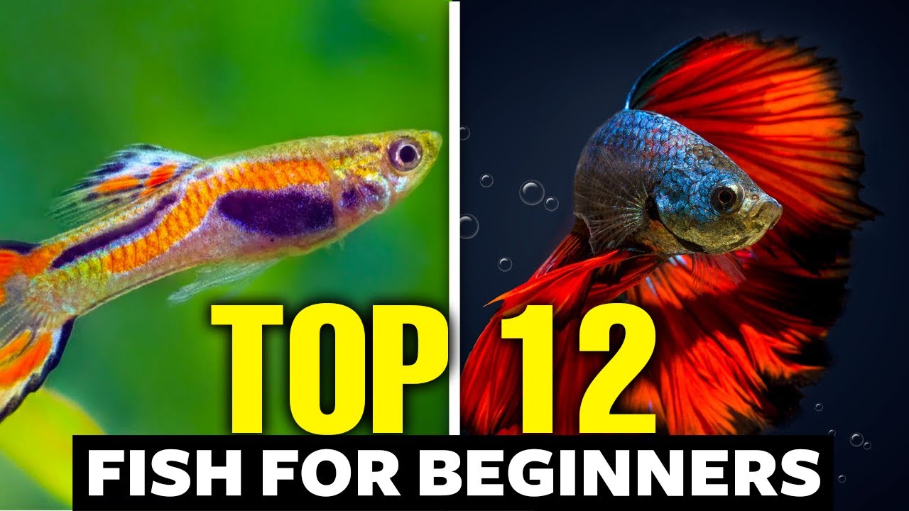 Top 12 Aquarium Fish For Beginners 🐠