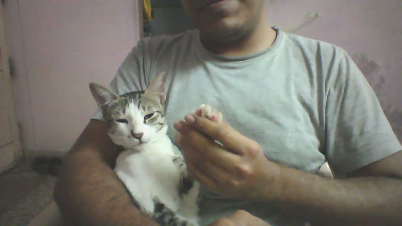 My cat Mia and Meow - Gachibowli BSNL flat WFH