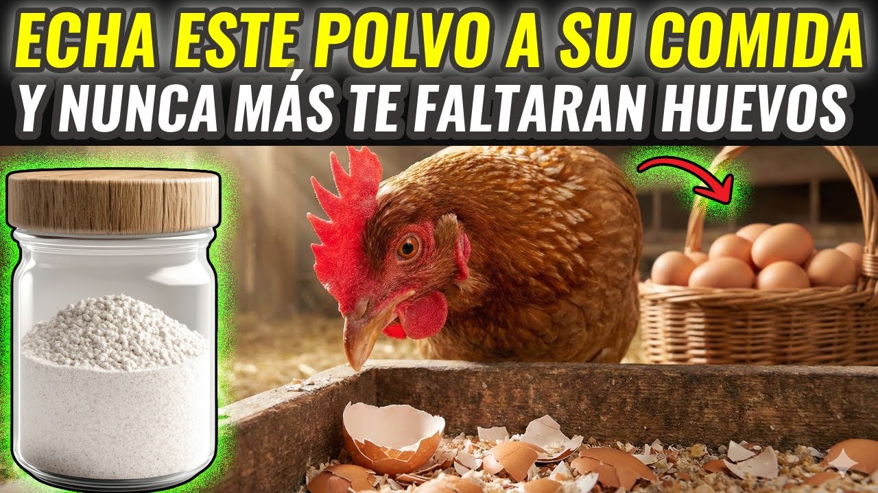 Todos lo tiran a la basura… pero es el MEJOR suplemento GRATIS para gallinas ¡pruébalo hoy!