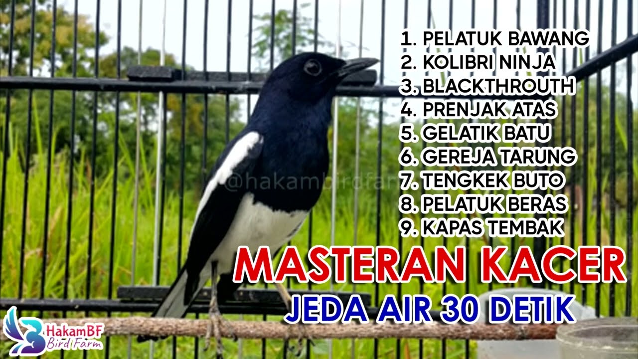 Masteran kacer jeda 30 detik #masterankacer