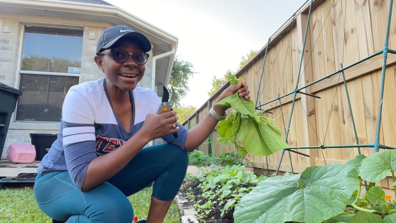 How to Grow African Pumpkin (Cucurbita Maxima) from Seeds | First Cutting  Ep-2