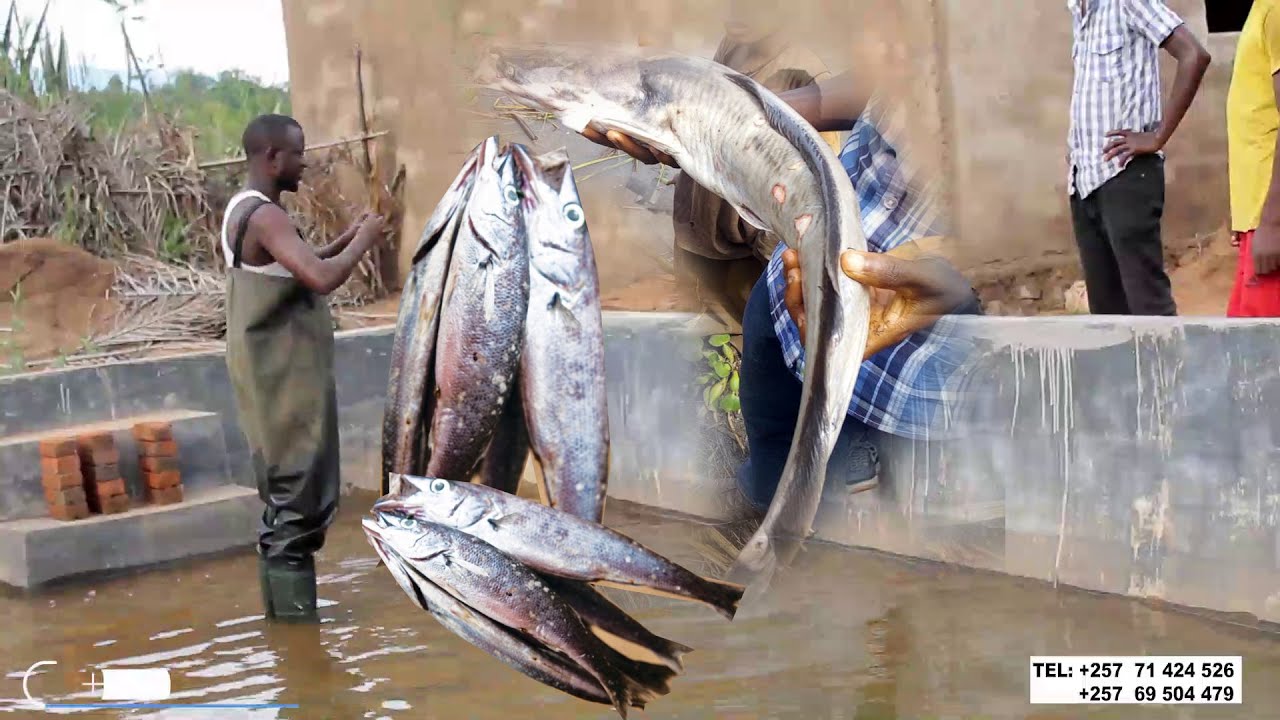 UBWOROZI Bw'Isamaki I NYANZA LAC ubu hohoooo bwateye imbere caane..Mundabire nukuri izi samaki..