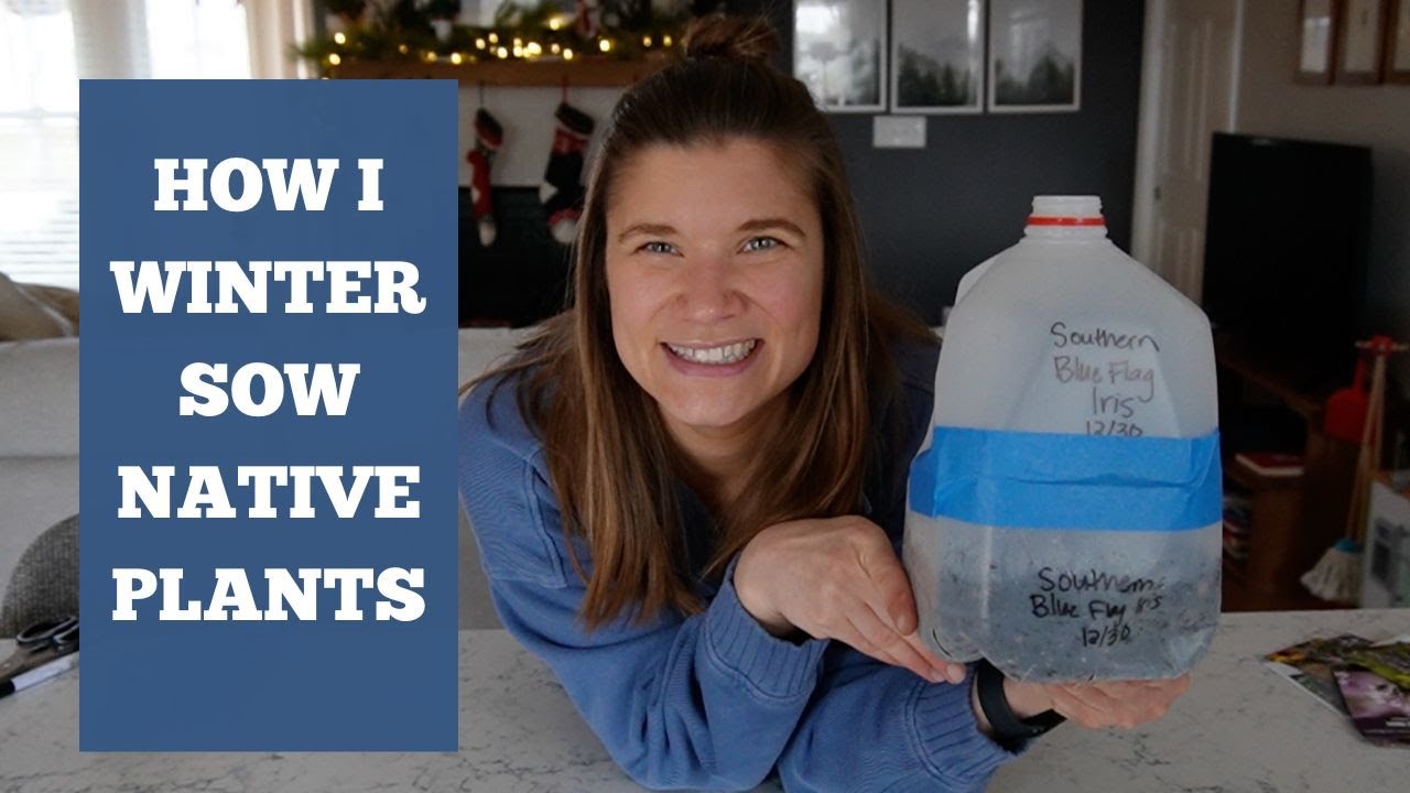 How I Winter Sow Native Plants