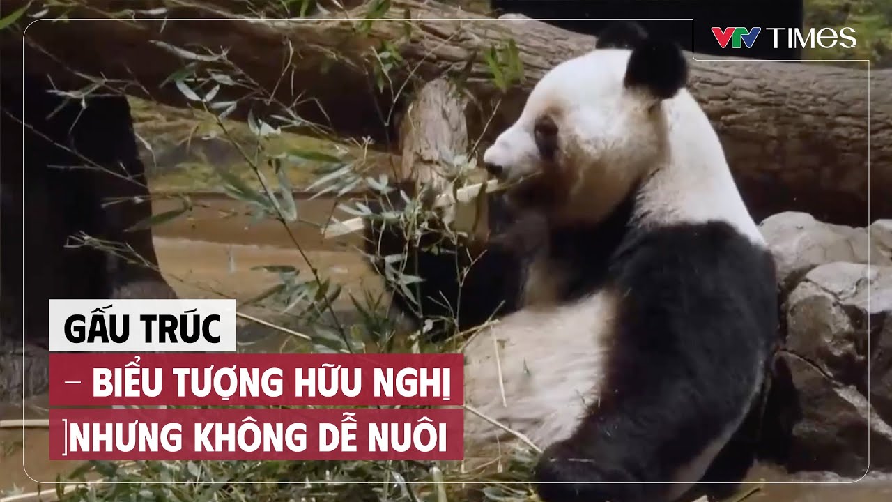 Gấu trúc - biểu tượng hữu nghị nhưng không dễ nuôi | VTV Times