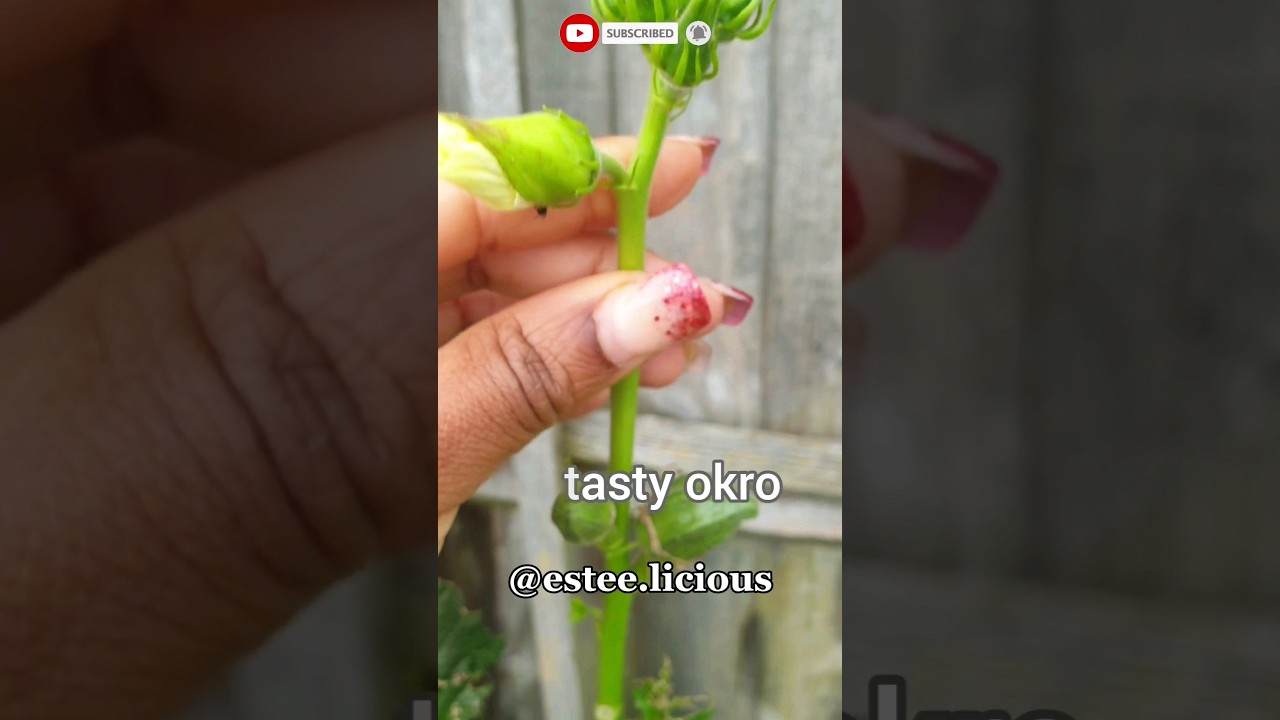 😱 GROWING THIS PERFECT NIGERIAN OKRA IN THE UK #shorts