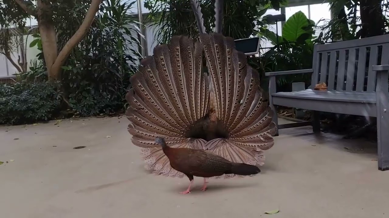 Great Argus, Gus, Displaying!