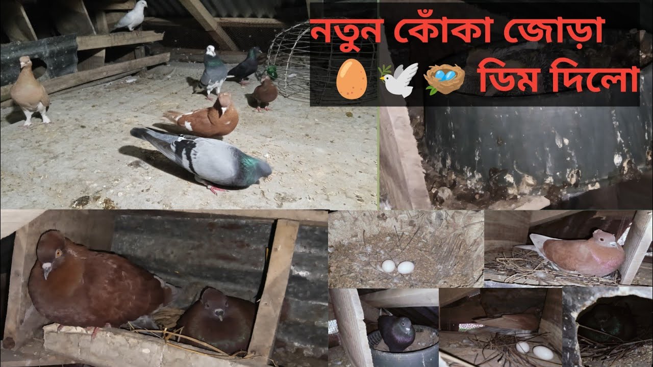 অবশেষে নতুন কোঁকা জোড়া ডিম দিলো 🕊️🥚🪺🕊️অন্য দিকে এক নায়ক দুই নাইকা🤣🕊️ 2 February 2025