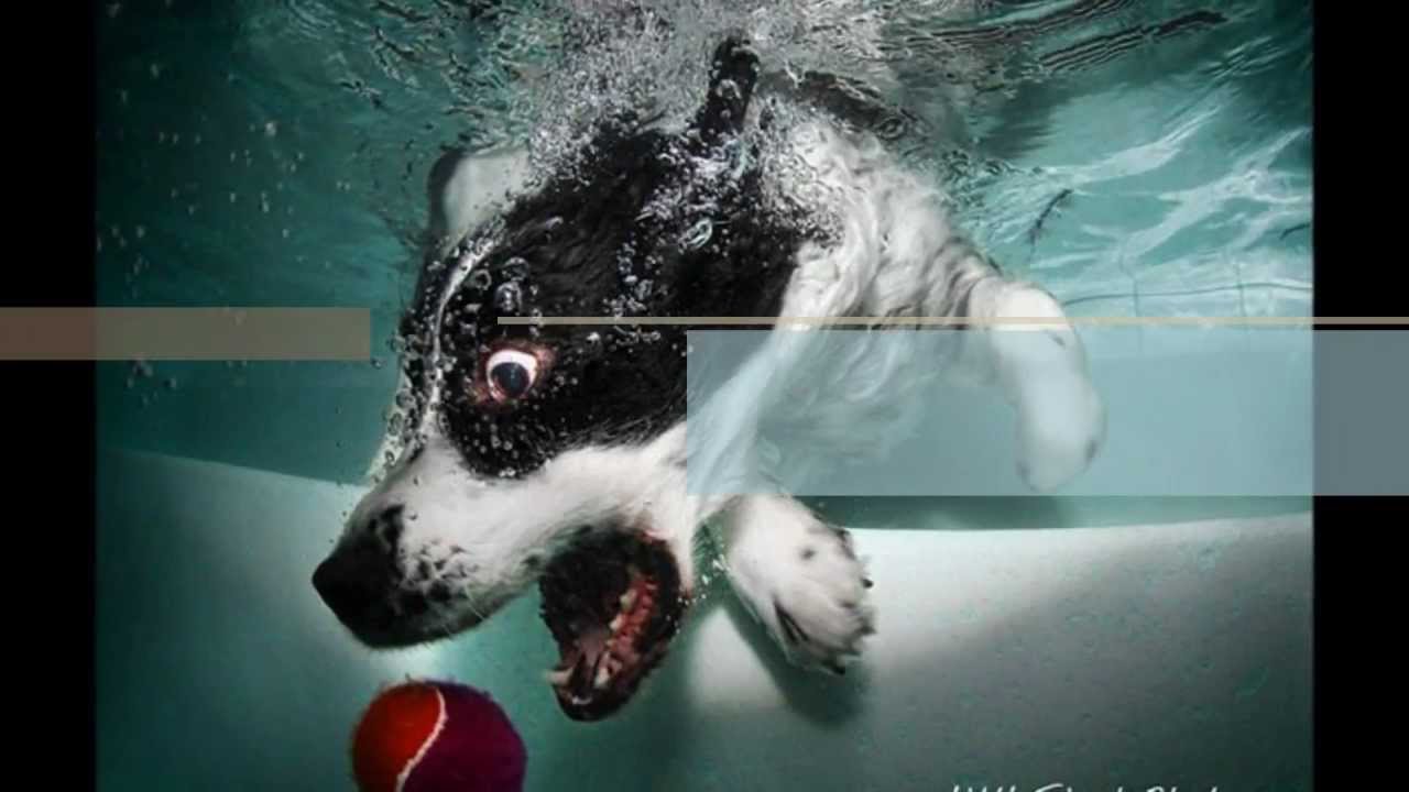 Underwater dogs by Seth Casteel / Eels - Dog`s Life