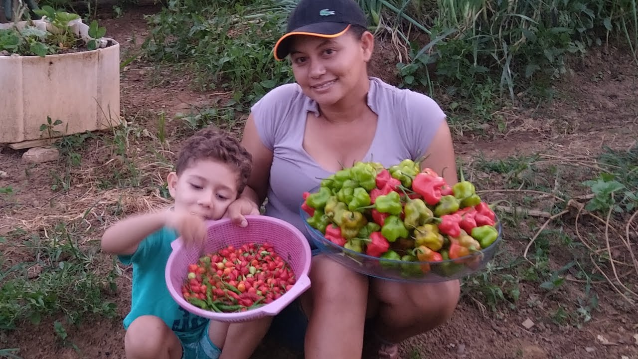 Nossa INCRÍVEL Colheita de PIMENTAS