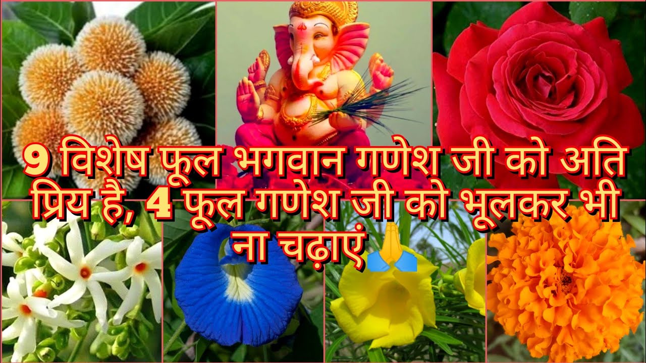 श्री गणेश जी का प्रिय फूल , गणेश जी को कौन सा फूल ना चढ़ाएं || Lord Ganesha Favourite Offered Flower