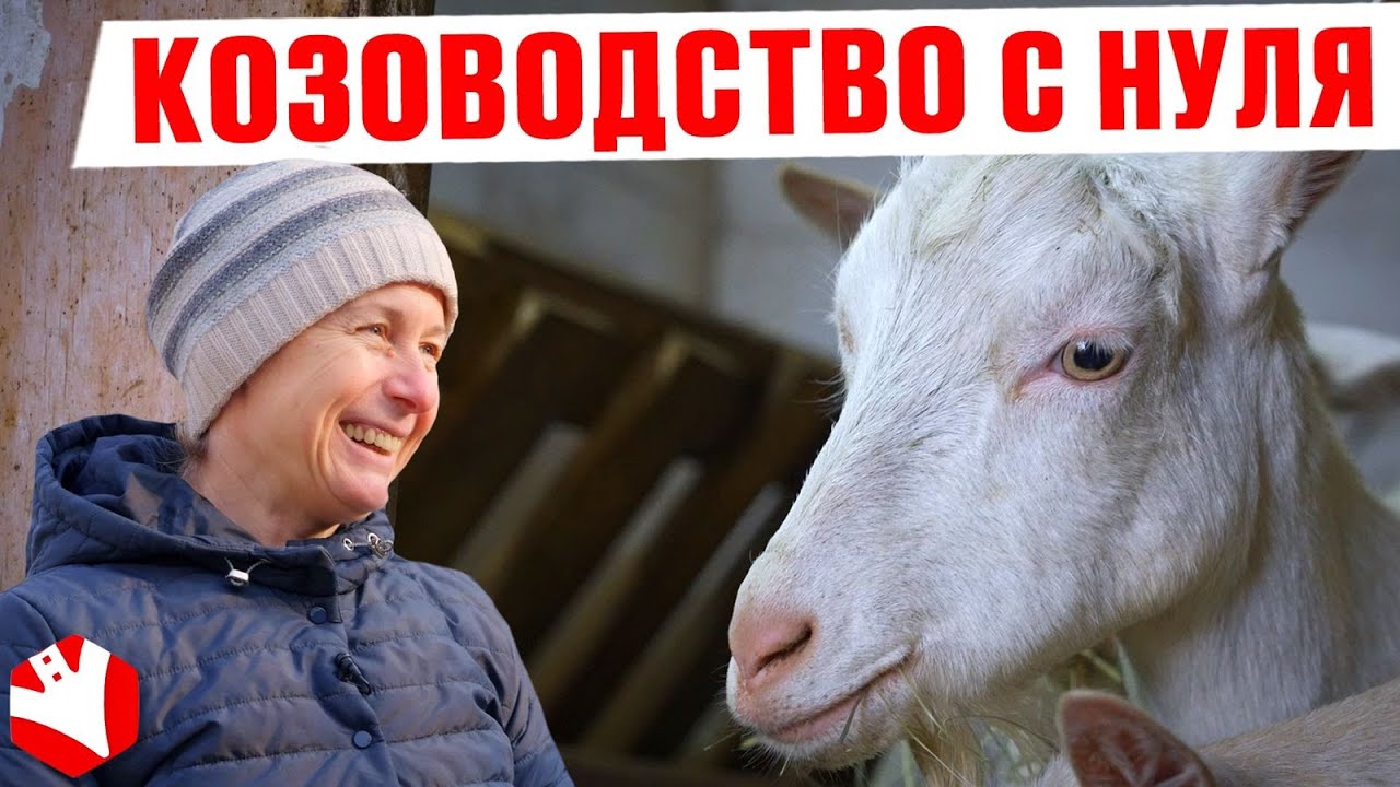 Козоводство как бизнес | Путь от 2 до 200 коз | КУЛЬТИВАТОР