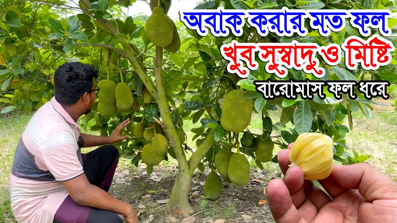 বাংলাদেশে এই প্রথম ছোট ছোট গাছে প্রচুর কাঁঠাল বারোমাস ফল ধরে | Jackfruit | খুব সুস্বাদু ও মিষ্টি ফল