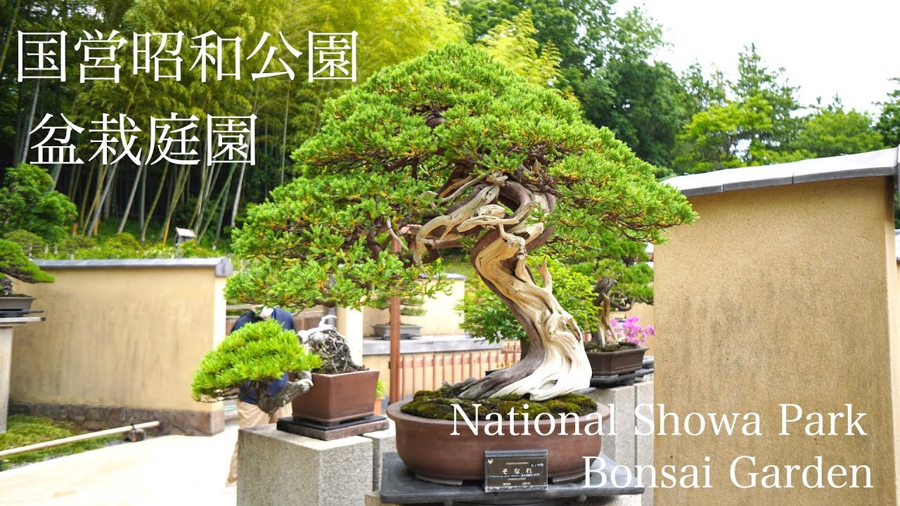 国営昭和公園 盆栽庭園 [4K]