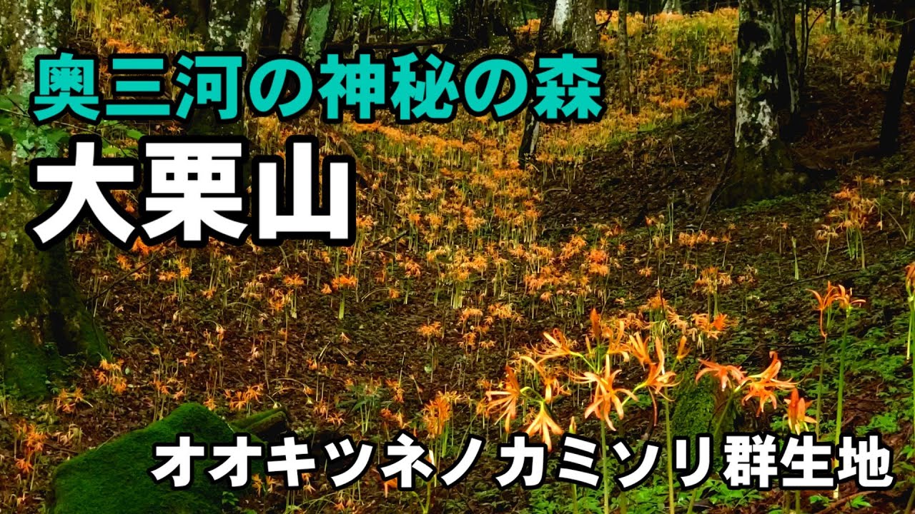 【愛知県】ケヤキの森登山口より大栗山・月ヶ平・夏焼城ヶ山プチ縦走