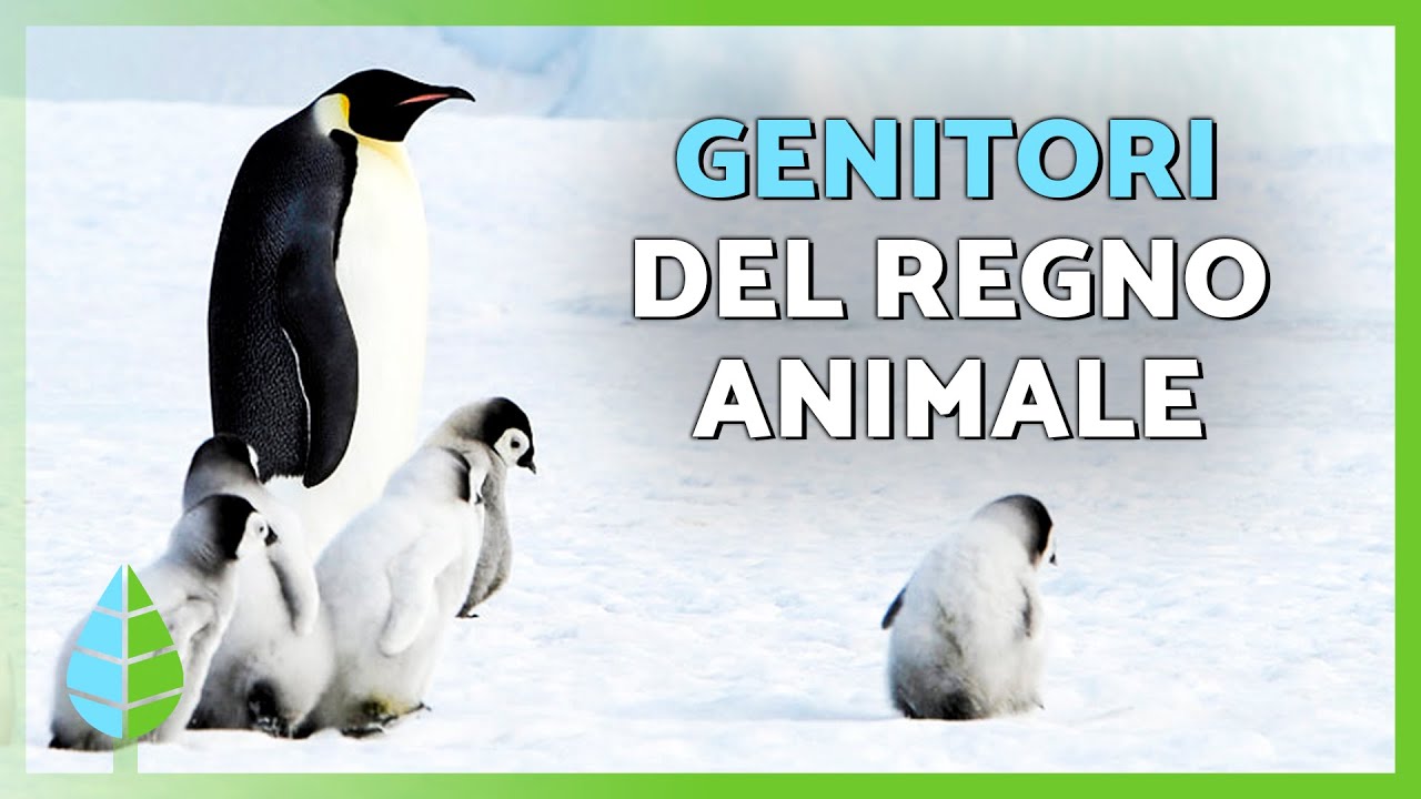 Top 10 Papà Animali 🐧🐺 | Genitorialità Straordinaria in Natura