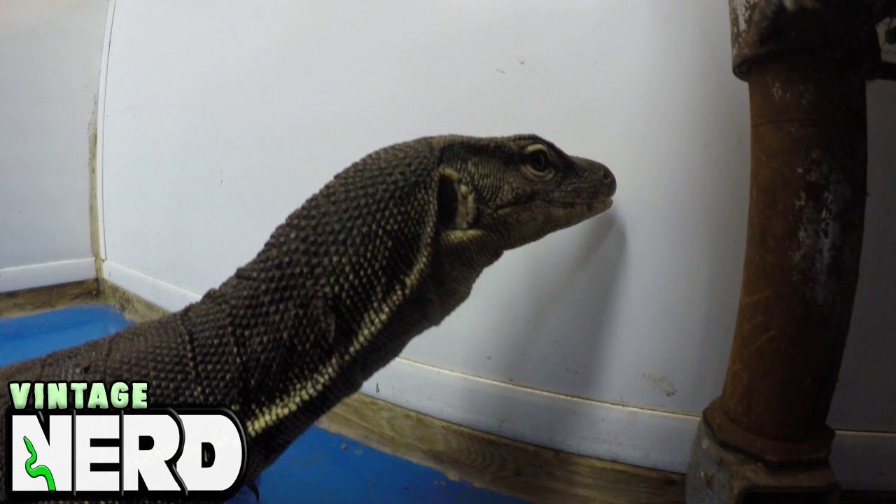 Monitor Lizard Socialization #1 Lizard Trust - NERD Socialization Gets the Job Done!