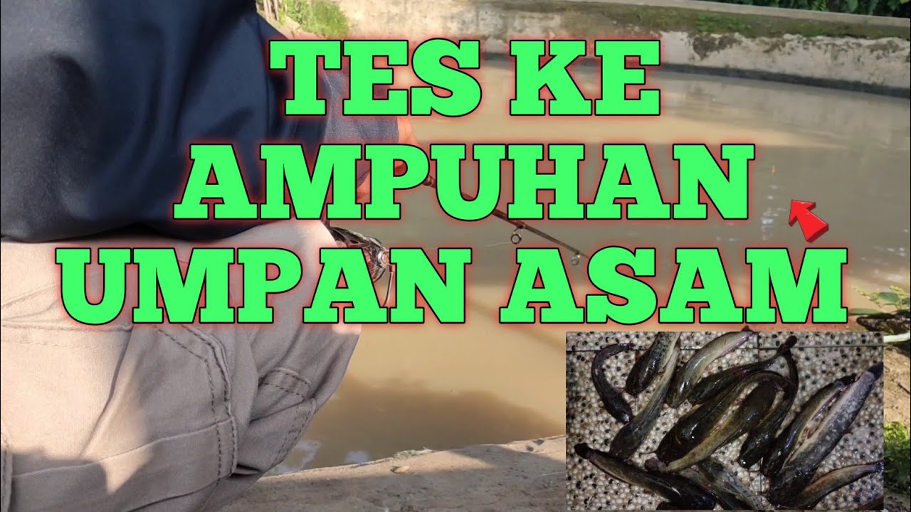 UMPAN ASAM TERYATA JOSS LANGSUNG TESS