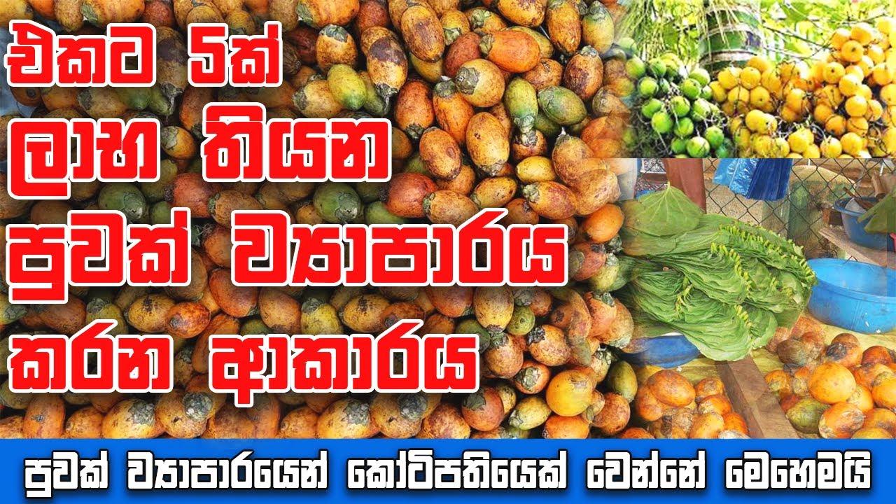 පුවක් ව්‍යාපාරයෙන් මිලියනපතියෙක් වෙන්නේ මෙහෙමයි | puwak business sinhala | areca nut |business kolla