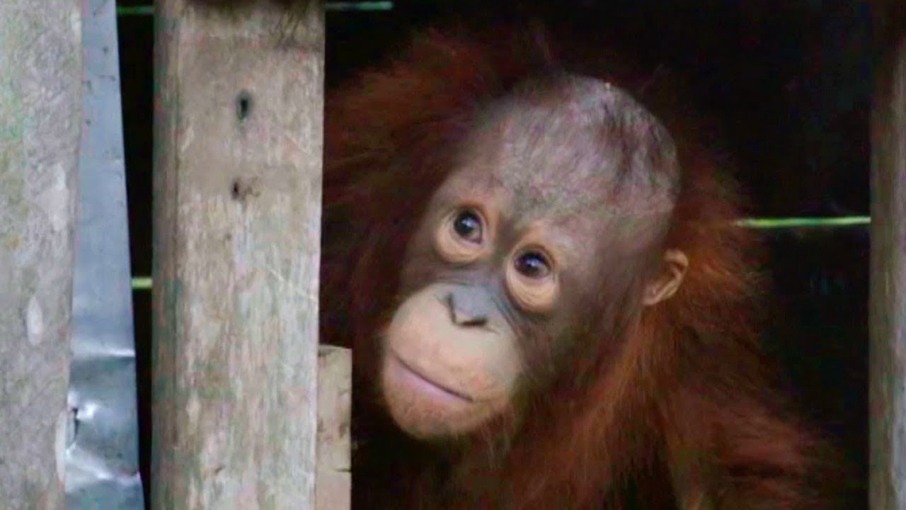 Orangutan Rescued after Two Years in a Cage | Red Ape: Saving The Orangutan | BBC Earth Explore