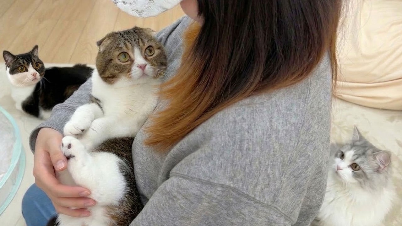 美女が遊びにきてオス猫達が大変なことに…汗