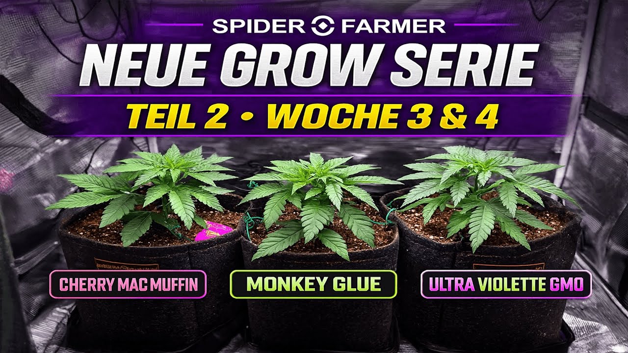Winter Grow 2025 🌱 | Cherry Mac Muffin, Monkey Glue & Ultra Violette GMO | Spider Farmer Setup