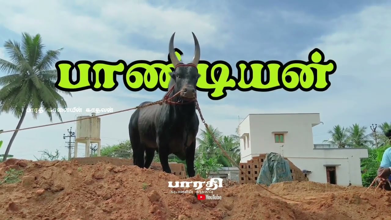 பாண்டியன் |காரி காளை ராஜா தோரணை #eruthattam #manjuvirattu #jallikattu 