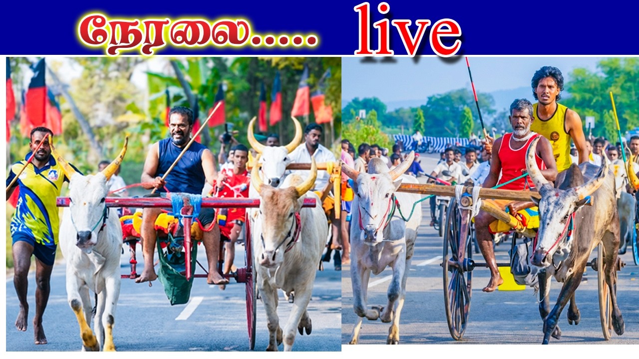 தூத்துக்குடி மாவட்டம் புதூர் பாண்டியாபுரம் பூஞ்சிட்டு 1 நேரலை 50k பந்தயம்