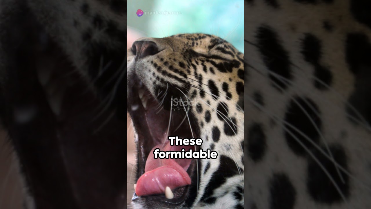 The Majestic Peruvian Jaguar 